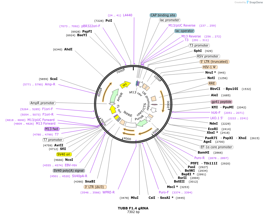 90924-plasmid-map-sequence-id-183039
