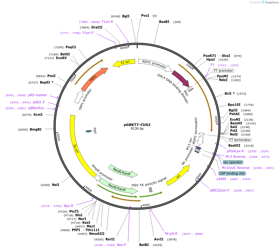 87558-plasmid-map-sequence-id-183042