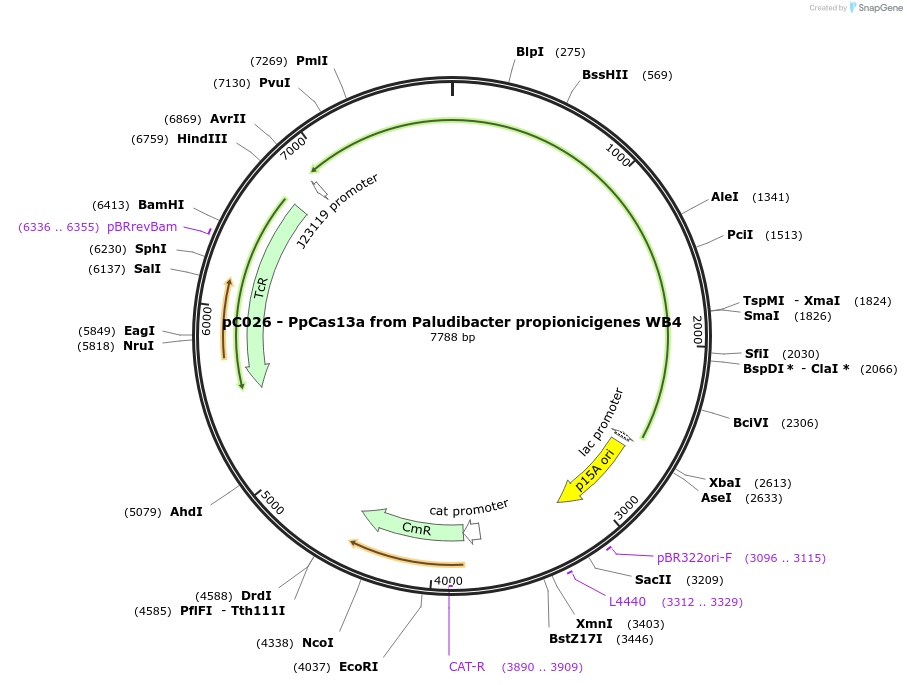 91916-plasmid-map-sequence-id-183043