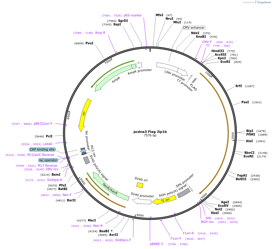 52123-plasmid-map-sequence-id-183045