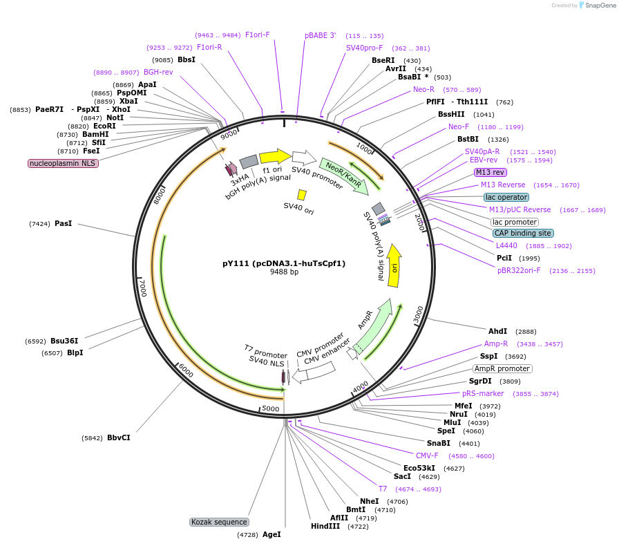 92267-plasmid-map-sequence-id-183046