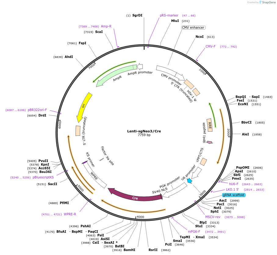 89653-plasmid-map-sequence-id-183093