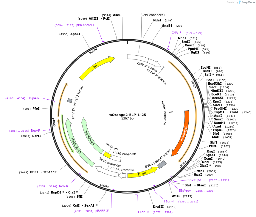 57954-plasmid-map-sequence-id-183094
