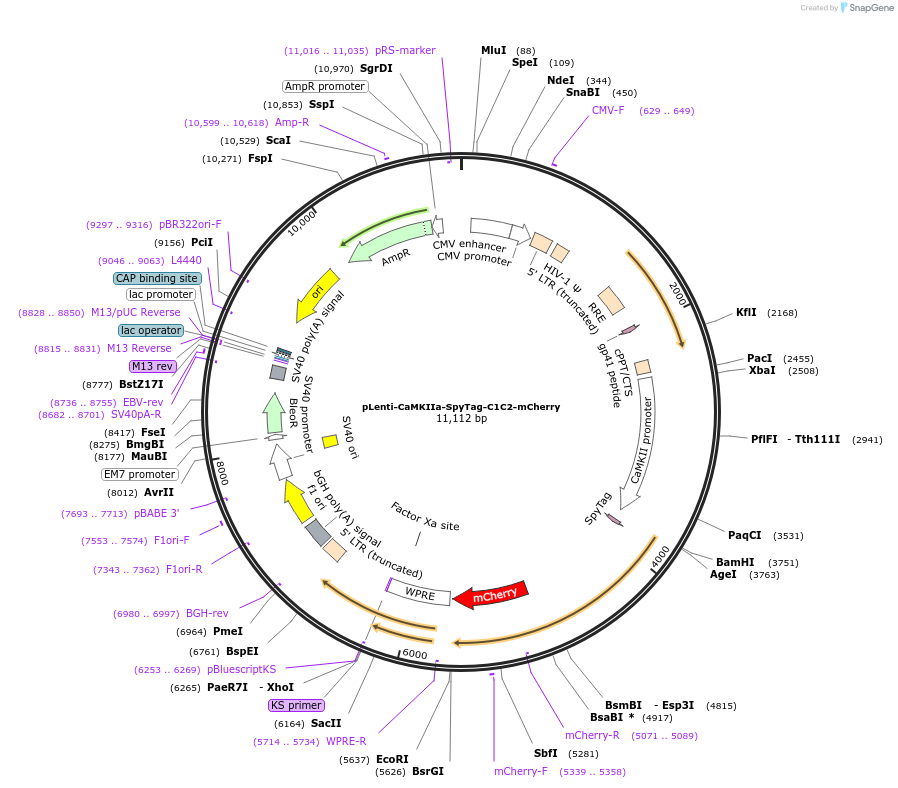 69833-plasmid-map-sequence-id-183098