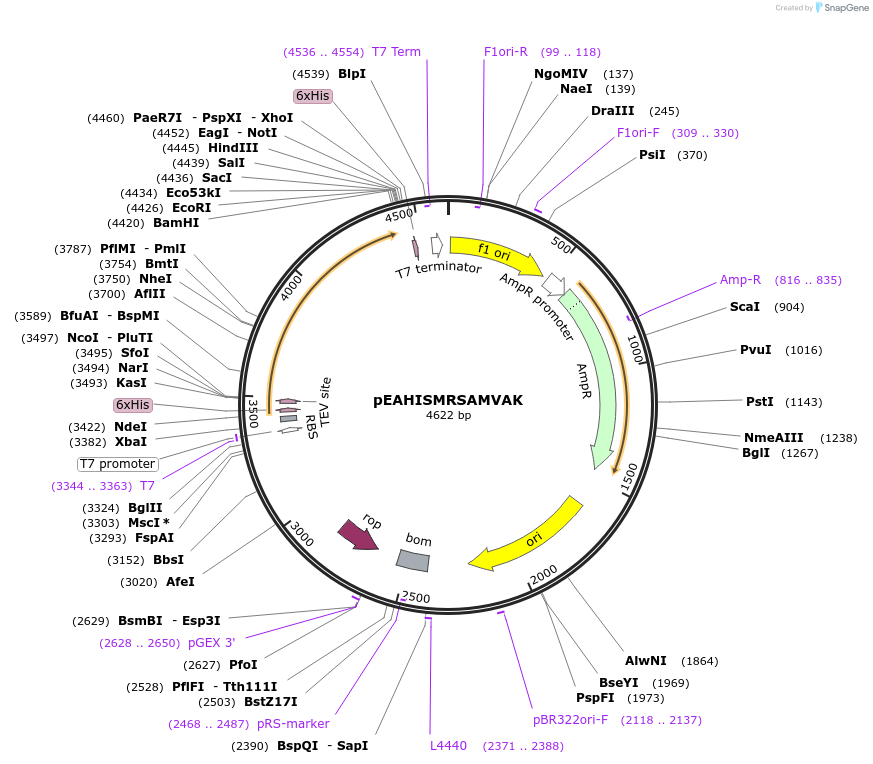 97000-plasmid-map-sequence-id-183100
