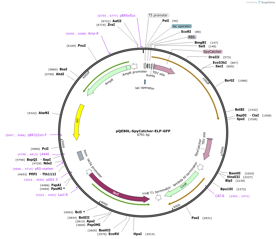 69835-plasmid-map-sequence-id-183106