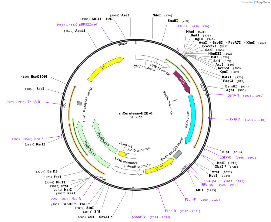 55374-plasmid-map-sequence-id-183115