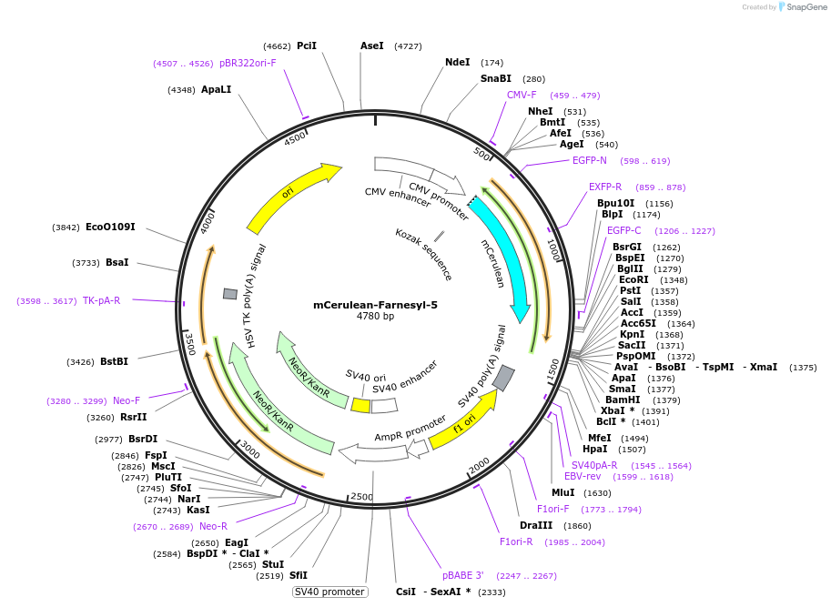 55367-plasmid-map-sequence-id-183116