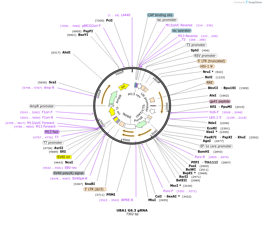 90933-plasmid-map-sequence-id-183127