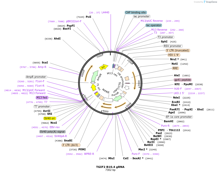 90913-plasmid-map-sequence-id-183132