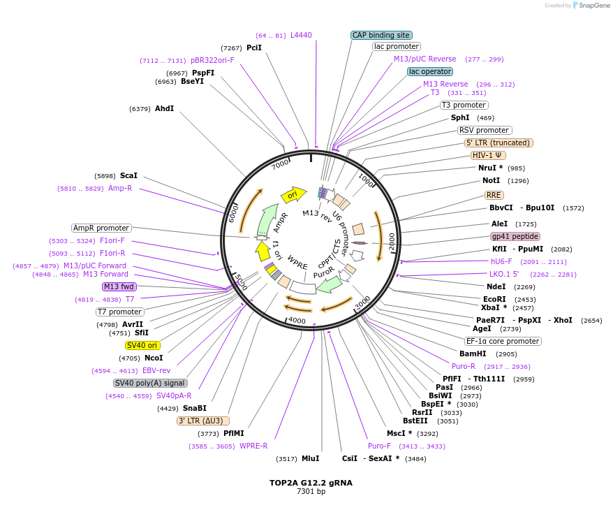 90915-plasmid-map-sequence-id-183134