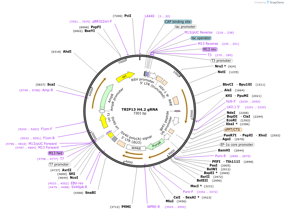 90921-plasmid-map-sequence-id-183135