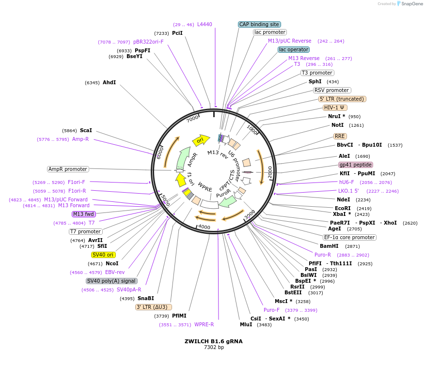 90947-plasmid-map-sequence-id-183143