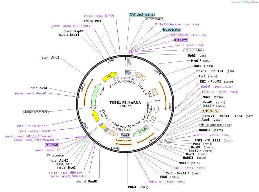 90928-plasmid-map-sequence-id-183148
