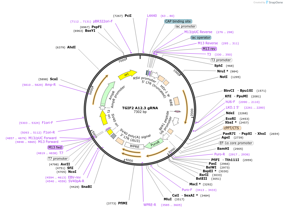 90911-plasmid-map-sequence-id-183166