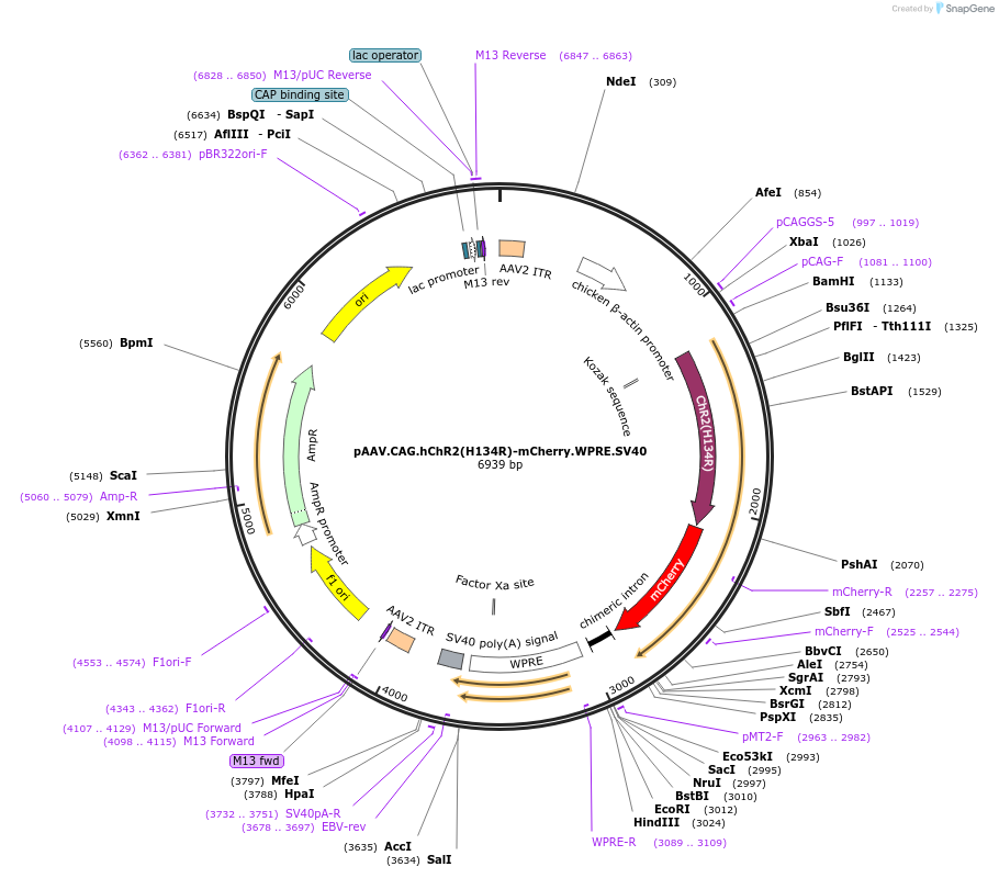 100054-plasmid-map-sequence-id-183171