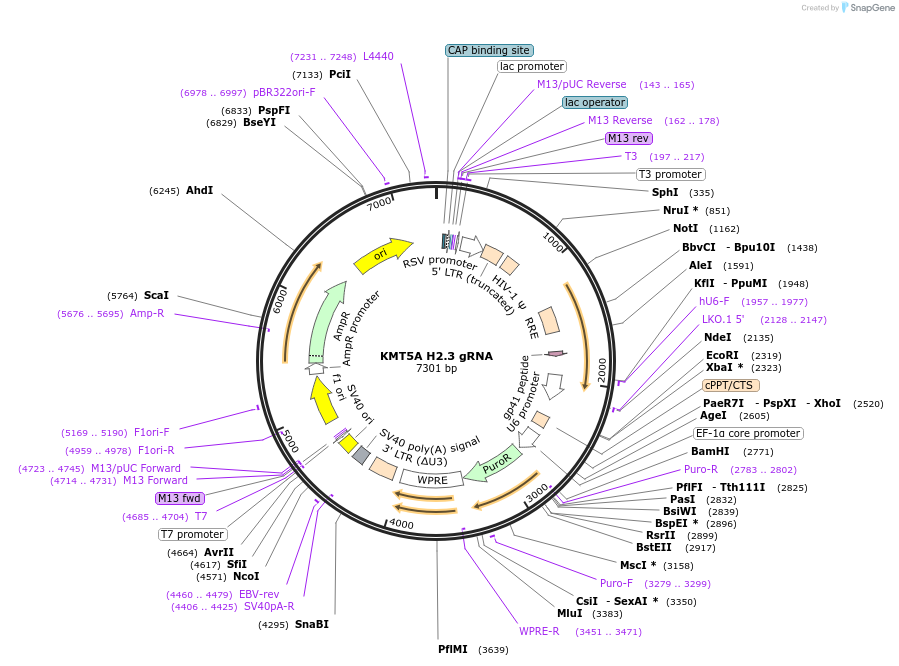 90727-plasmid-map-sequence-id-183189