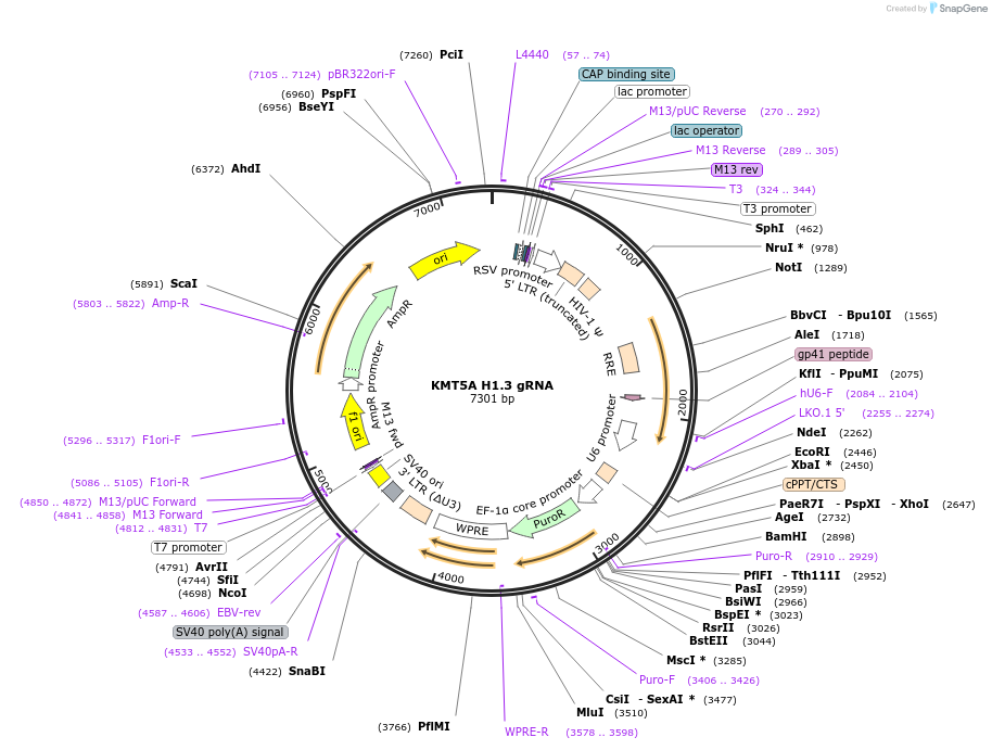 90726-plasmid-map-sequence-id-183193