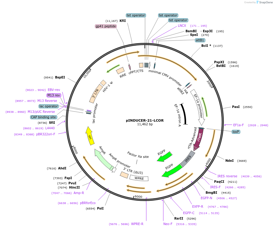 97038-plasmid-map-sequence-id-183196