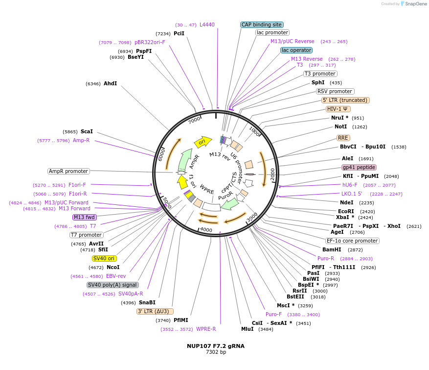 90810-plasmid-map-sequence-id-183200