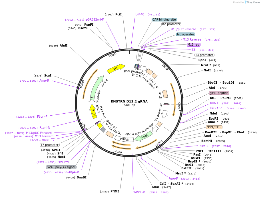 90729-plasmid-map-sequence-id-183203