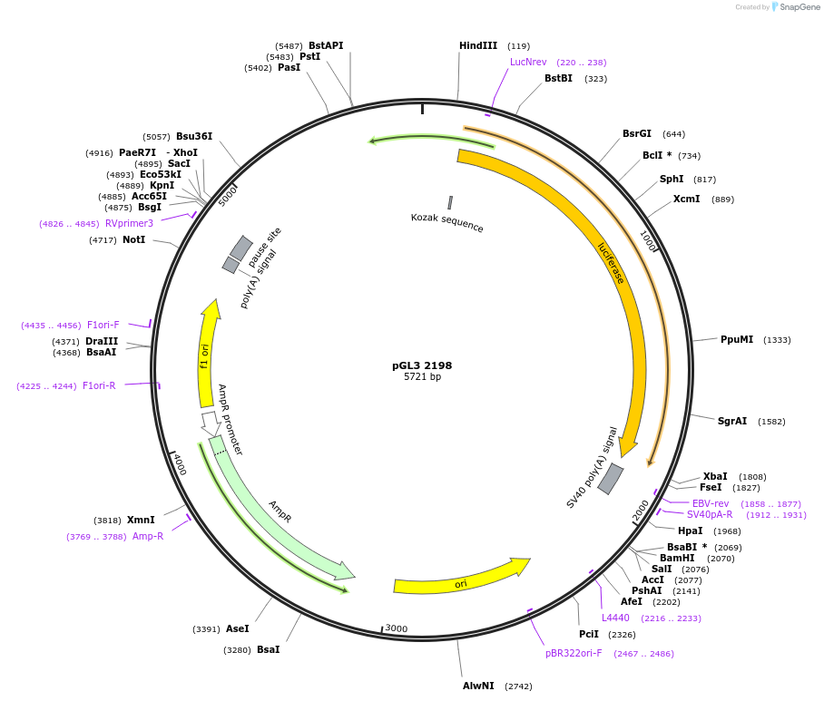 49347-plasmid-map-sequence-id-183206