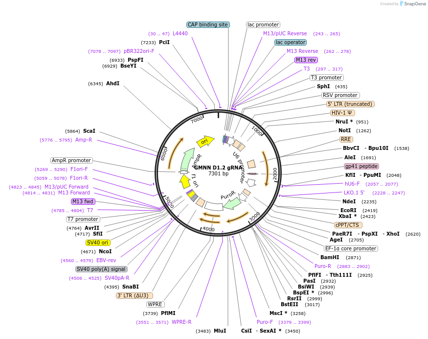 90696-plasmid-map-sequence-id-183215