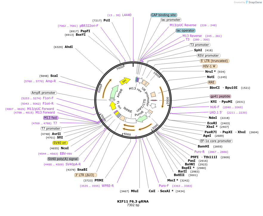 90717-plasmid-map-sequence-id-183219