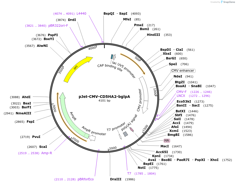 96962-plasmid-map-sequence-id-183222