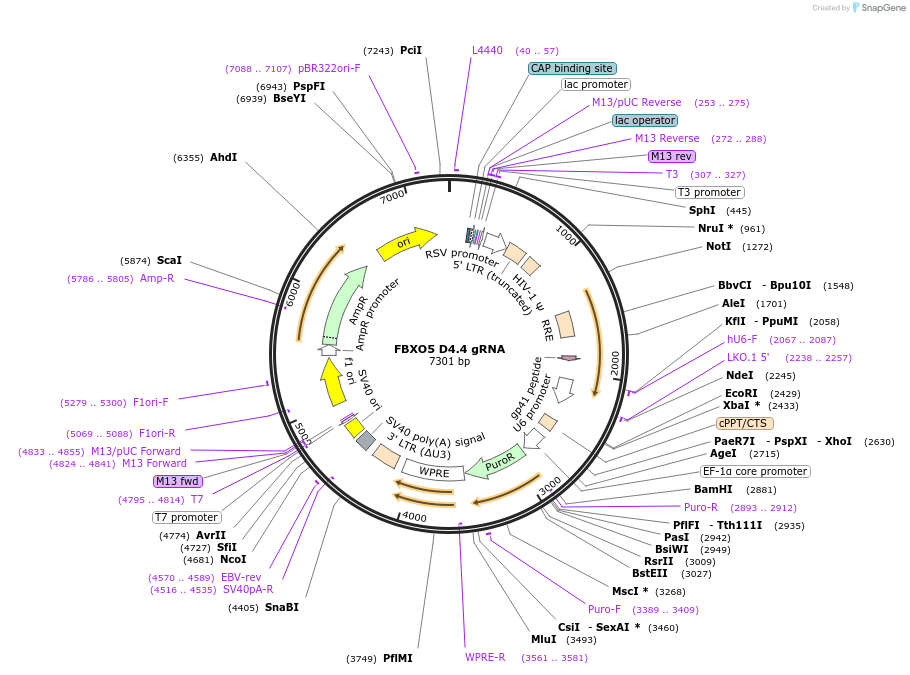 90687-plasmid-map-sequence-id-183227