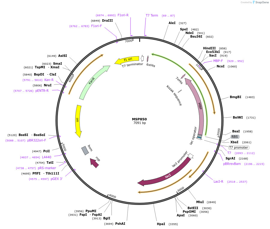 98797-plasmid-map-sequence-id-183243