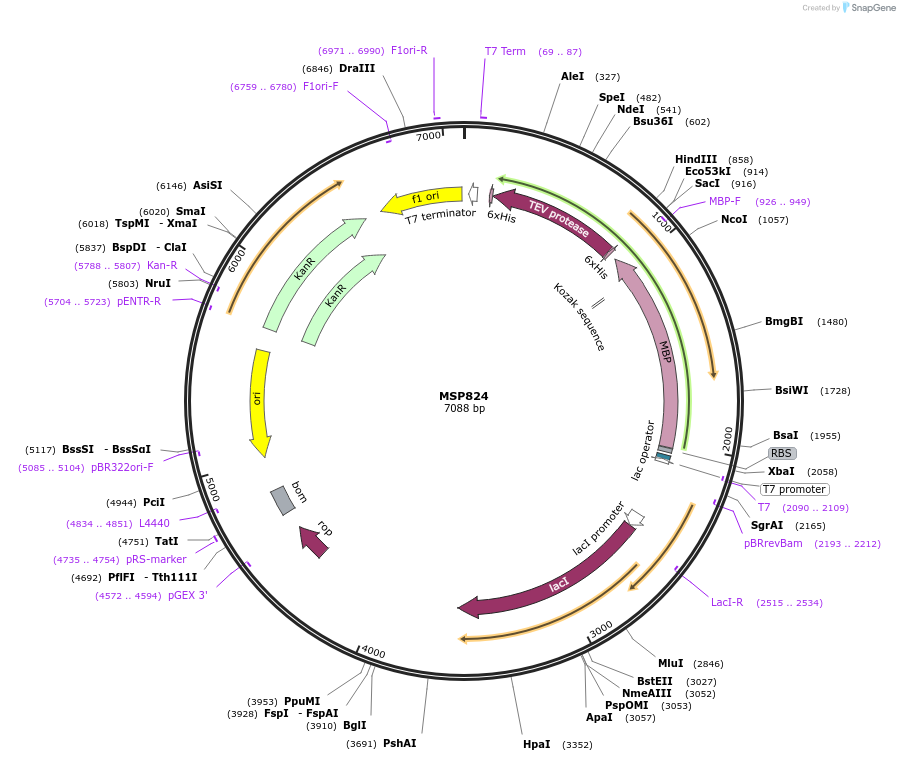 98803-plasmid-map-sequence-id-183245
