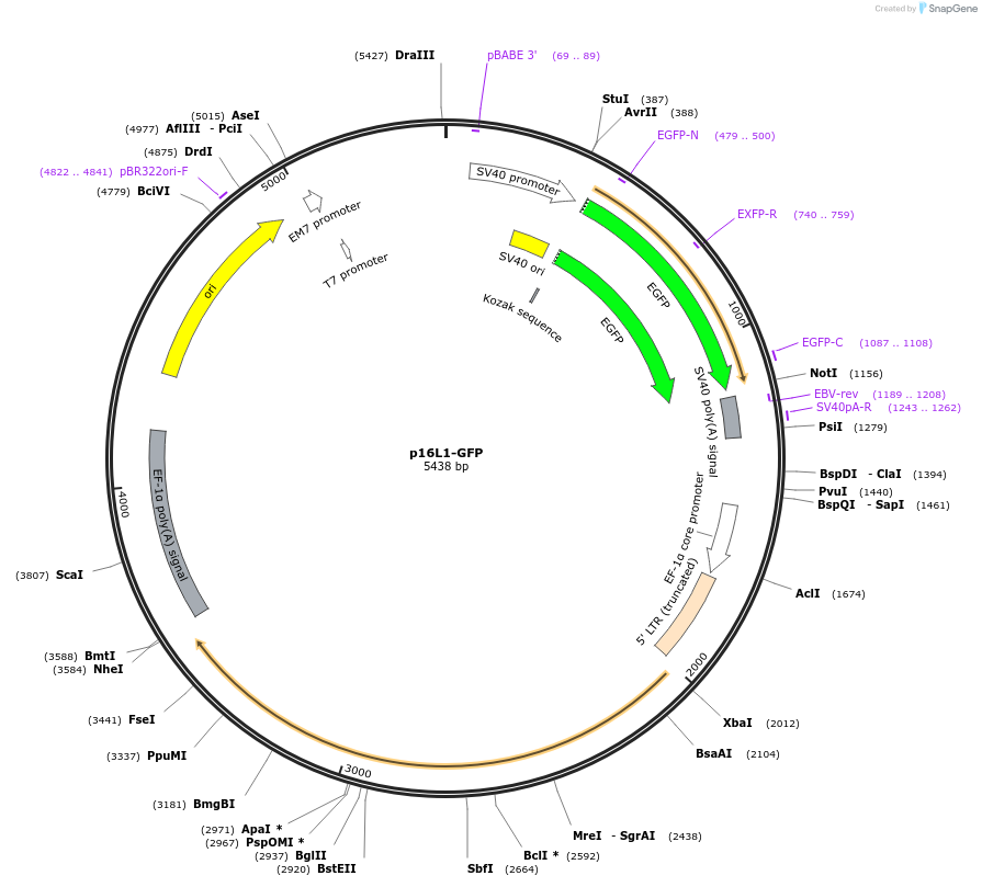 89910-plasmid-map-sequence-id-183246