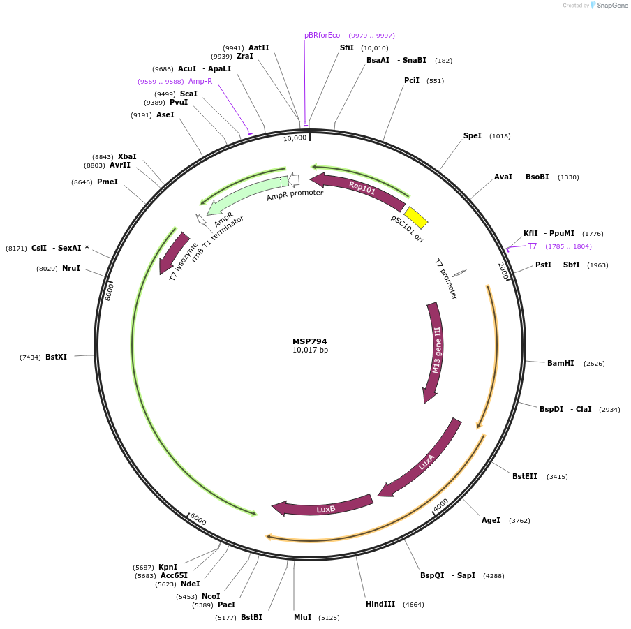 98789-plasmid-map-sequence-id-183251