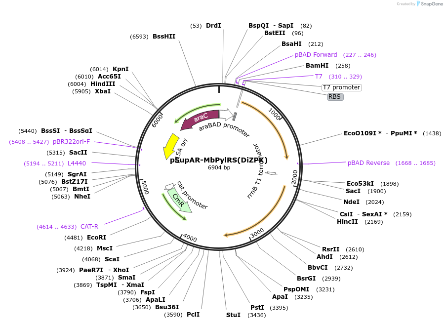 91705-plasmid-map-sequence-id-183278