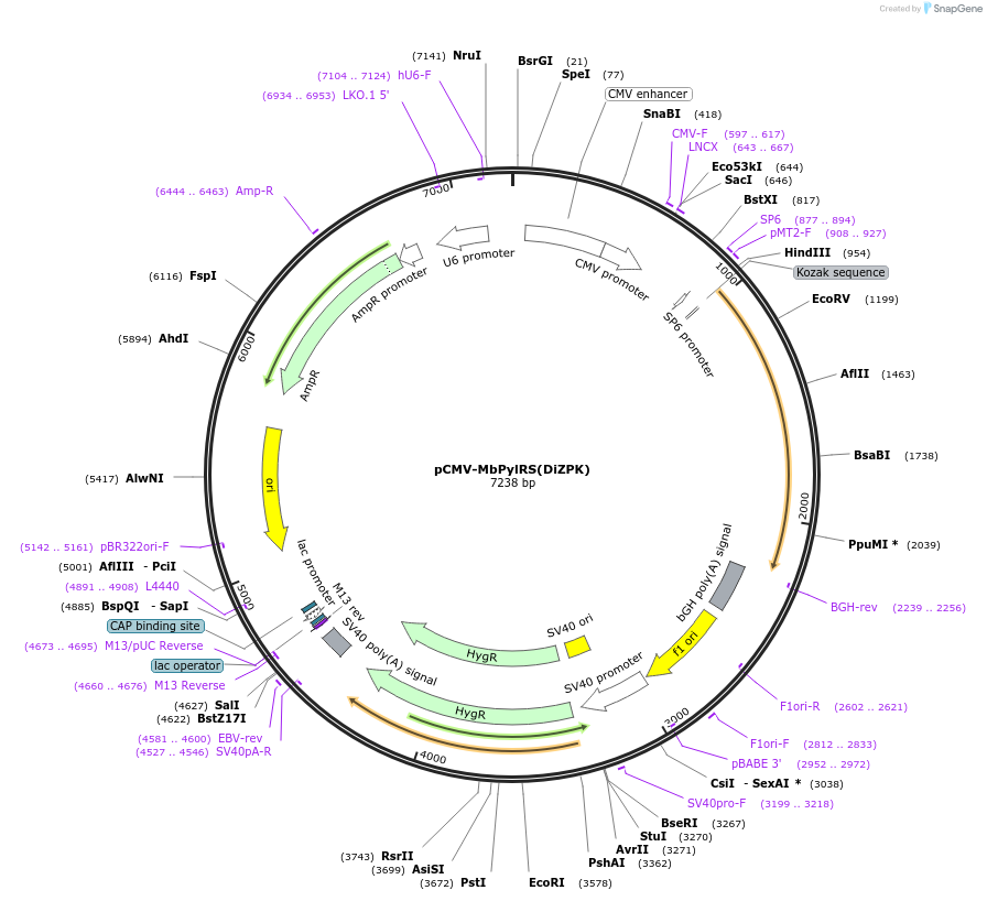 91706-plasmid-map-sequence-id-183279
