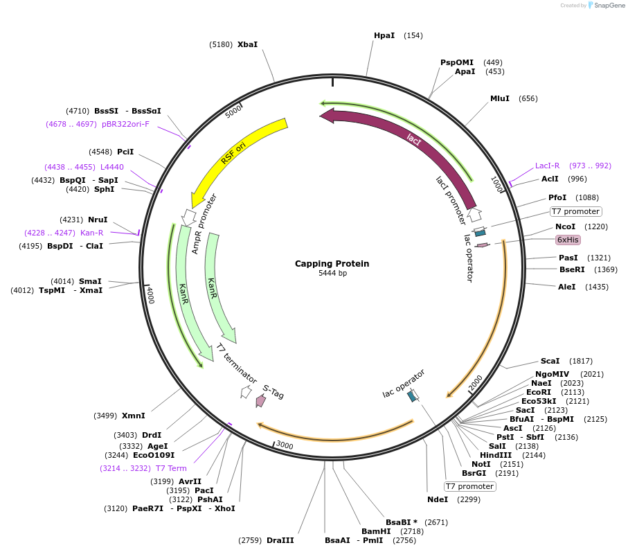 89950-plasmid-map-sequence-id-183281