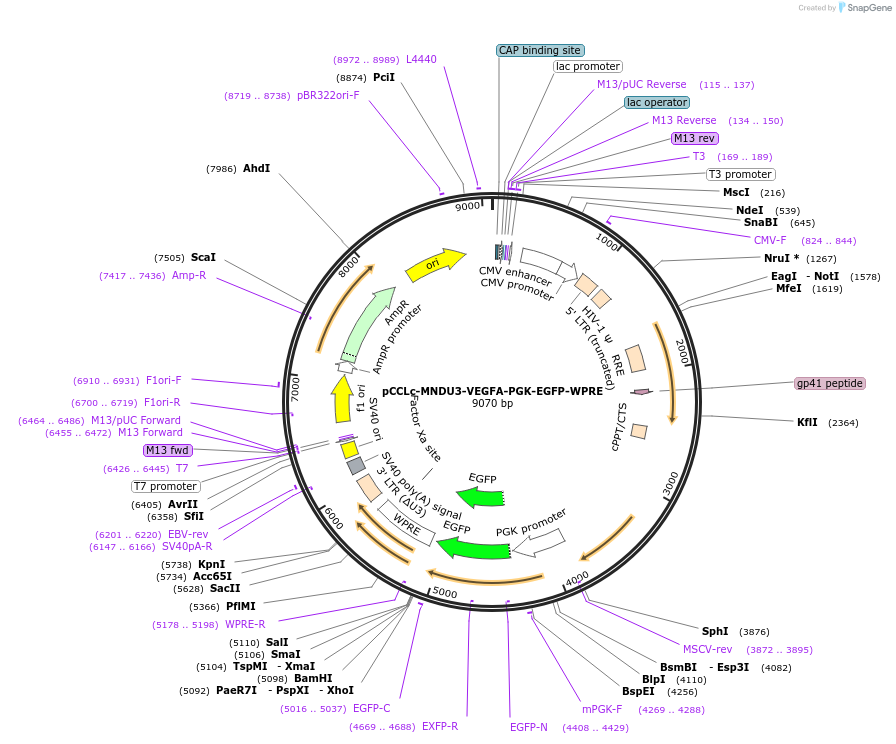 89609-plasmid-map-sequence-id-183289