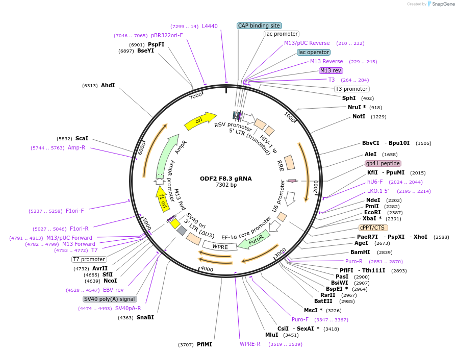 90817-plasmid-map-sequence-id-183291