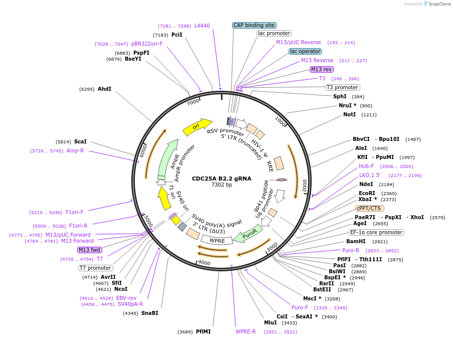 90587-plasmid-map-sequence-id-183305