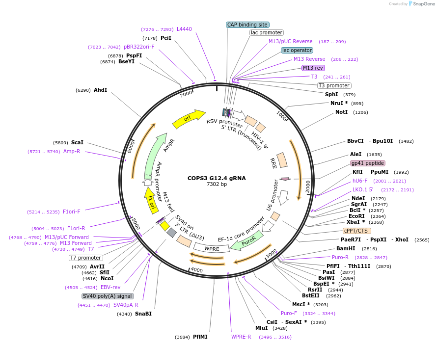 90639-plasmid-map-sequence-id-183323