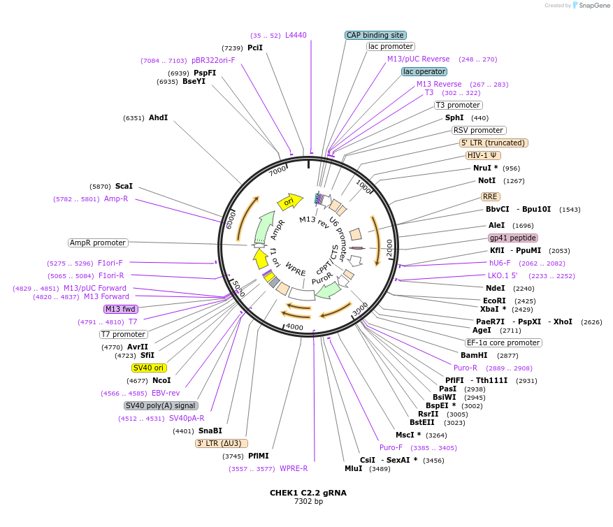 90627-plasmid-map-sequence-id-183327