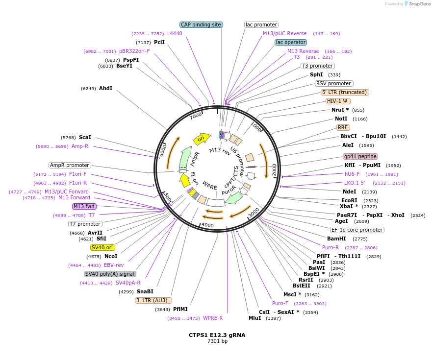 90645-plasmid-map-sequence-id-183340