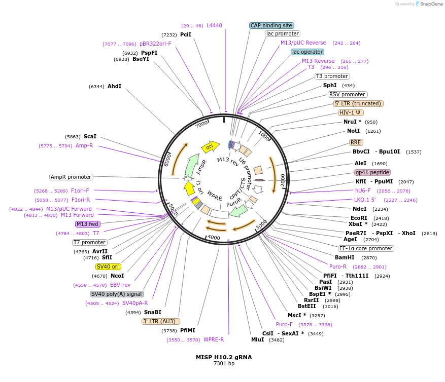 90771-plasmid-map-sequence-id-183359