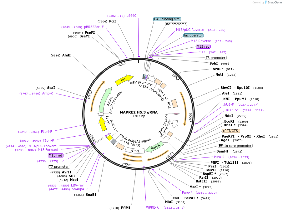 90748-plasmid-map-sequence-id-183360