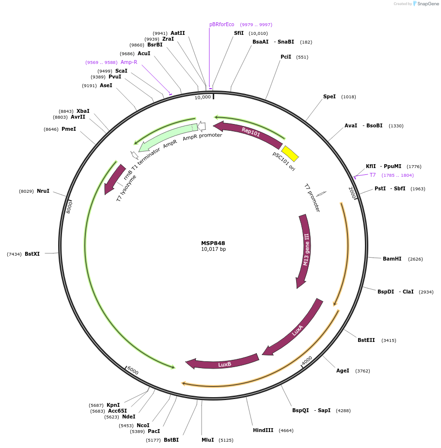 98795-plasmid-map-sequence-id-183376