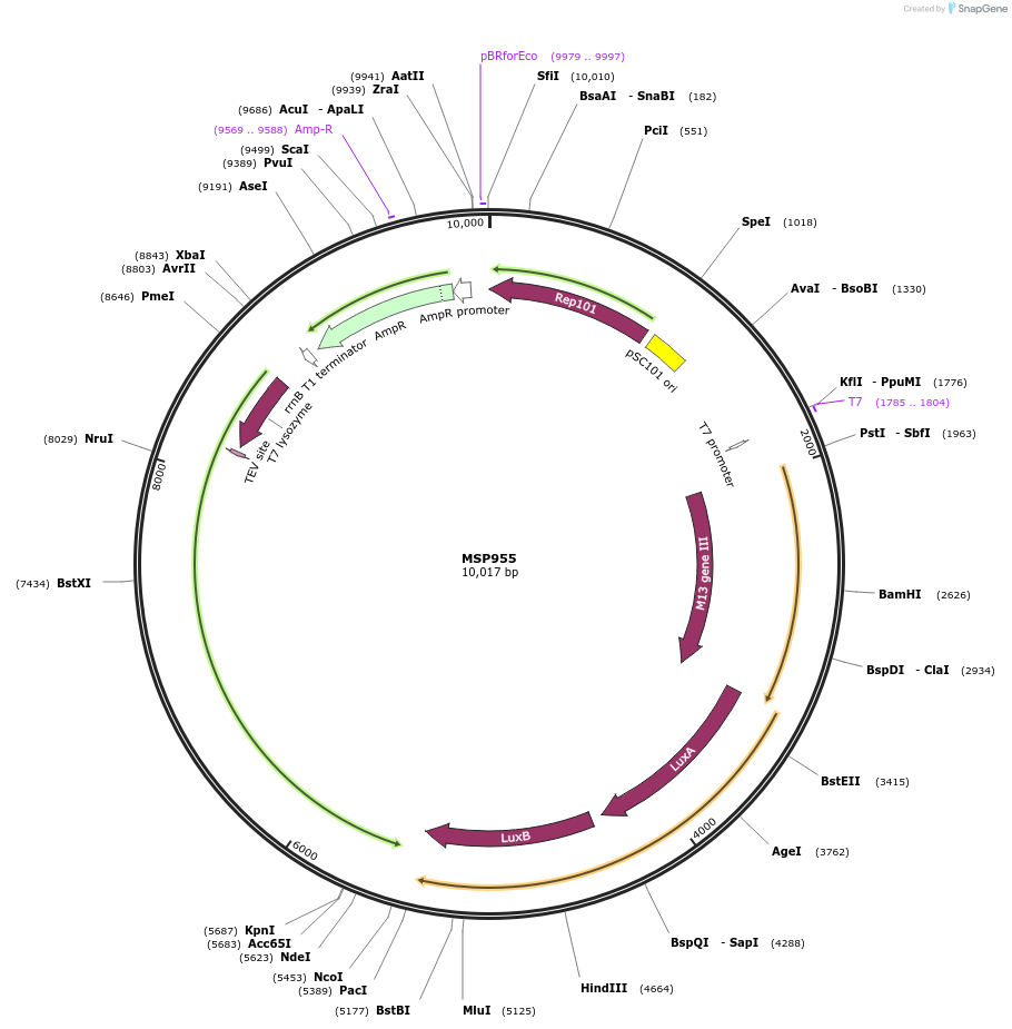 98784-plasmid-map-sequence-id-183387