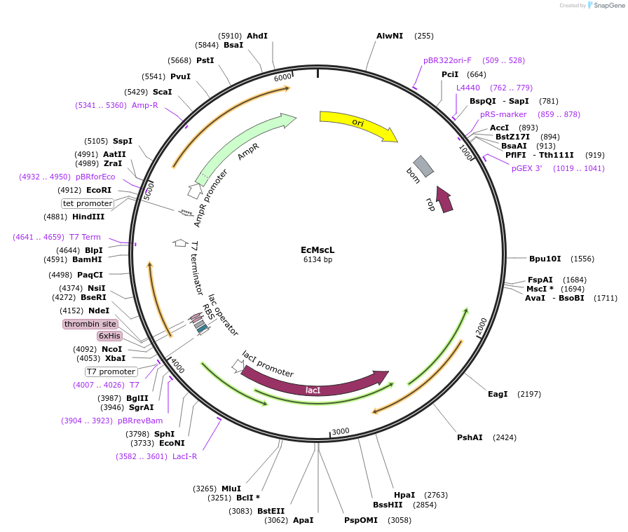 92418-plasmid-map-sequence-id-183401