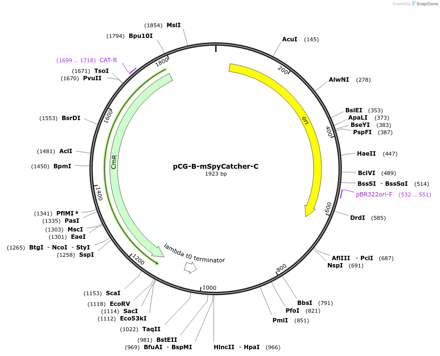 87374-plasmid-map-sequence-id-183402