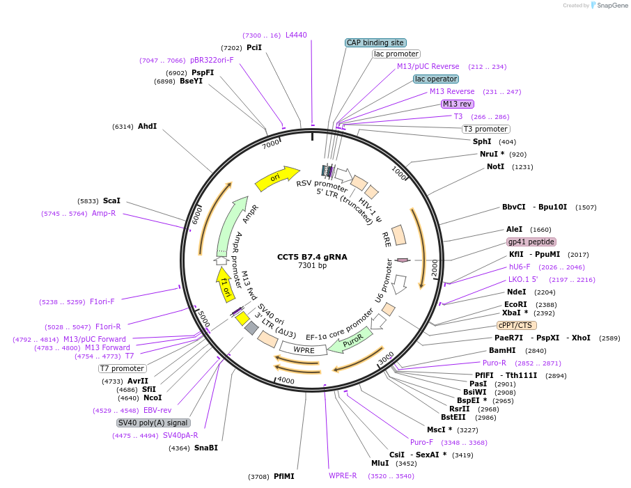 90582-plasmid-map-sequence-id-183422